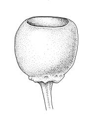 Physcomitrium pyriforme, capsule, moist. Drawn from K.W. Allison 1548, CHR 578040, and B.H. Macmillan 85/26, CHR 348065.
 Image: R.C. Wagstaff © Landcare Research 2019 CC BY 3.0 NZ